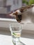 Beautiful hungry cat drink water from glass on windowsill on summer background