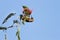 A beautiful Hunters sunbird feedin nectar
