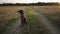 Beautiful hunting dog shorthaired pointer sits in the center of a frame