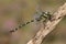 A beautiful hunting Golden-ringed Dragonfly, Cordulegaster boltonii, perching on a twig.