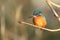 A beautiful hunting Kingfisher, Alcedo atthis, perching on a branch of a Horse Chestnut tree, growing over a river. It has been di