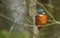 A beautiful hunting Kingfisher, Alcedo atthis, perching on a twig that is growing over a river. It is diving into the water catchi