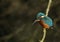 A beautiful hunting Kingfisher, Alcedo atthis, perching on a twig that is growing over a river. It is diving into the water catchi