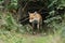 A beautiful hunting wild Red Fox, Vulpes vulpes, emerging from the undergrowth.