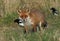 A beautiful hunting wild Red Fox, Vulpes vulpes, standing in a field.