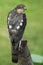 A beautiful, hunting, wild, Sparrowhawk, Accipiter nisus, perched on a tree stump looking around for its next meal.