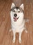 Beautiful huskies dog on floor in room alone