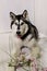 Beautiful Husky Dog holding pink flowers on white