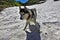 A beautiful husky dog plays in alpine meadows. Summer sunny day.