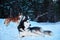 Beautiful husky dogs walk in the winter Park. Siberian husky black and white with blue eyes lying on snow.