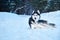 Beautiful husky dogs walk in the winter Park. Siberian husky black and white with blue eyes lying on snow. Copy space.