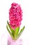 Beautiful hyacinth