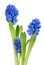 Beautiful hyacinth isolated