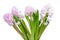 Beautiful hyacinth isolated