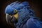 Beautiful Hyacinth Macaw Close Up. Colorful and Vibrant Animal.