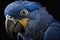 Beautiful Hyacinth Macaw Close Up. Colorful and Vibrant Animal.