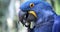 Beautiful Hyacinth Macaw Parrot - Closeup Portrait
