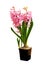 Beautiful hyacinth on white