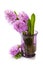 Beautiful Hyacinths