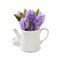 Beautiful Hyacinths