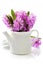 Beautiful Hyacinths