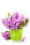 Beautiful Hyacinths