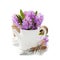 Beautiful Hyacinths and garden tools