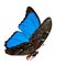 The beautiful hybrid blue butterfly, blue Morphoto butterfly iso