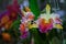 Beautiful hybrid Cattleya flower orchid