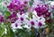 Beautiful hybrid dendrobium orchid flower branch