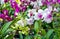 Beautiful hybrid dendrobium orchid flower branch