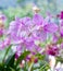 Beautiful hybrid dendrobium orchid flower branch