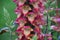 Beautiful Hybrid foxglove `Digiplexis Illumination Flame` upright flowers