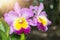 Beautiful Hybrid pink Cattleya orchid flower