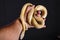 Beautiful hybrid snake, crossing of two species, corn snake and rat snake