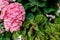 Beautiful hydrangea flower pink. Hydrangea botanical with leaves on the background