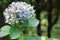 Beautiful hydrangea flowers in nature