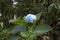 Beautiful hydrangea flowers in nature