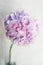 Beautiful hydrangea flowers in a vase on a table . Bouquet of light lilac and pink flower. Decoration of home. Wallpaper