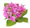 Beautiful Hydrangea Hortensia, Hortensie isolated, including clipping path.