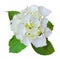 Beautiful Hydrangea Hortensia, Hortensie isolated on white background, including clipping path.