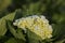 Beautiful hydrangeas flower garden