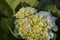 Beautiful hydrangeas flower garden 