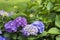 Beautiful hydrangeas in flower in springtime