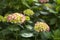 Beautiful hydrangeas in flower in springtime