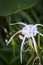 Beautiful hymenocallis flowers close-up picture
