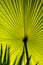 Beautiful Hypnotic Patterns of Big Green Palm Leaf on Sunlight