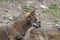 Beautiful iberian wolves in the mount playing in herd preparing the Hunt