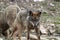 Beautiful iberian wolves in the mount playing in herd preparing the Hunt