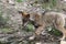 Beautiful iberian wolves in the mount playing in herd preparing the Hunt